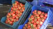 Rekabet Kurumu'ndan rapor: Tarladan sofraya meyve-sebze fiyatı