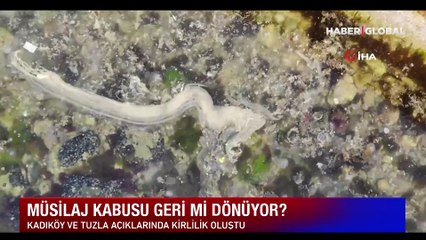 İstanbul'da korkutan görüntü: Müsilaj her geçen dakika artıyor