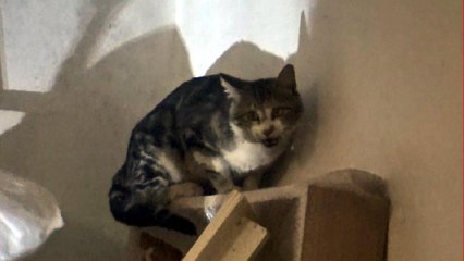 Mahsur kalan kedinin sahibi izin vermeyince kurtarılamadı