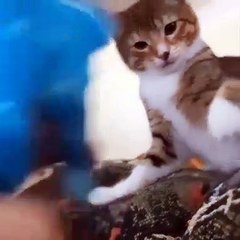 Baby Cats - Cute Cats - Adorable Cats - Funny Cats Compilations PART 42
