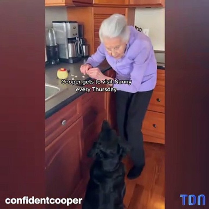 Un chien avec une arrière grand mère font fondre la toile