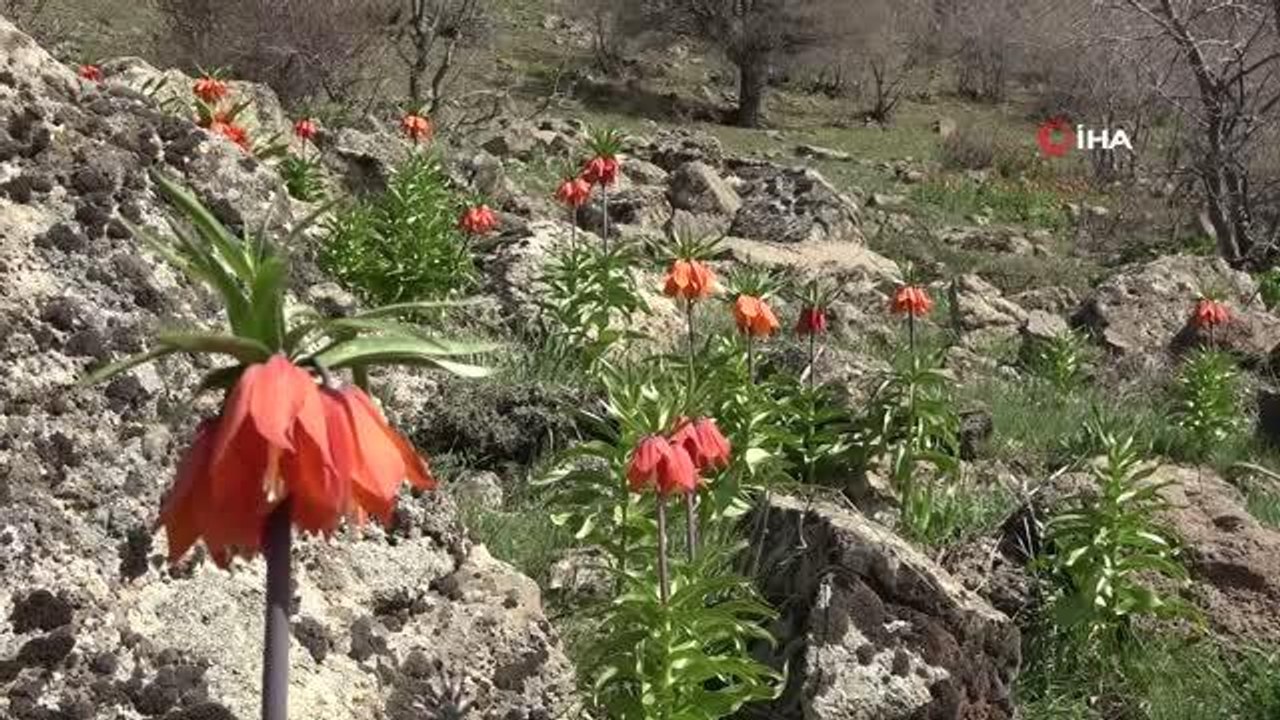 'Ağlayan Gelin' olarak nitelendirilen ters laleler görsel şölen oluşturdu