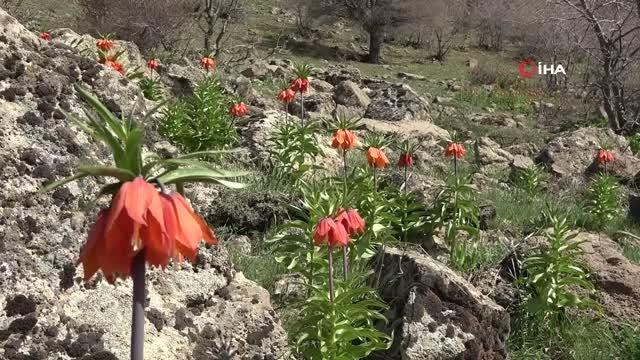 'Ağlayan Gelin' olarak nitelendirilen ters laleler görsel şölen oluşturdu