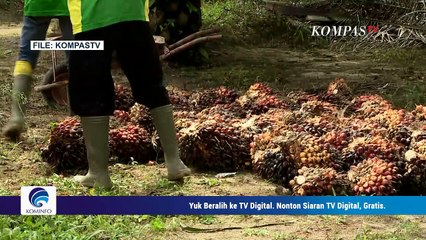 CPO Masih Boleh Diekspor? Ternyata Ini Jenis yang Dilarang Diekspor