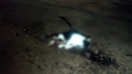 Gatinho morre ao ser atropelado por veículo na Av. Tancredo Neves