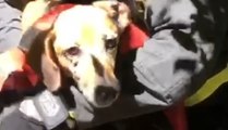 Sermoneta (LT) - Salvato cane caduto in un dirupo (27.04.22)