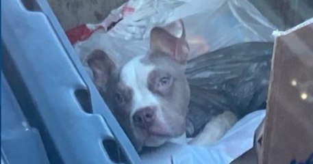 États-Unis : un chiot jeté dans une benne à ordures a été adopté par une famille aimante