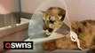 Mountain lion cub rescued by hikers now lives at zoo with own special BACK SCRATCHER