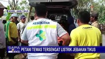 Niat Ingin Basmi Hama Tikus di Sawah, Seorang Petani di Ngawi Tewas Tersengat Listik Jebakan Tikus