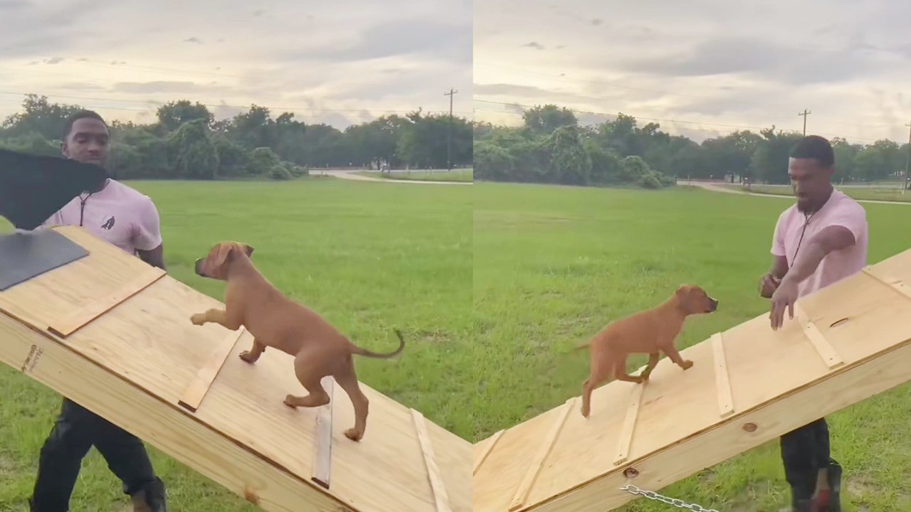 'Guy hopeful for 8-week-old puppy after she ACES her training session '