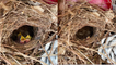 ''Spring Babies!' Woman finds baby birds living in the Christmas wreath on her door '