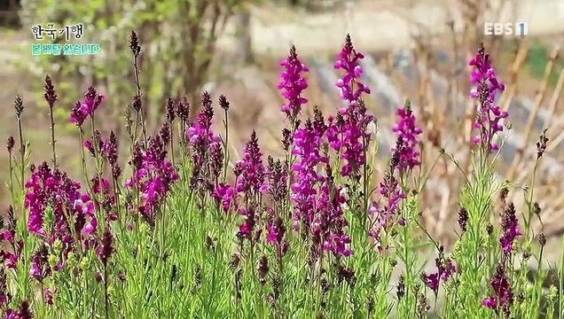 한국기행 - Korea travel_봄 배달 왔습니다 3부- 봄맛을 알려거든_#002