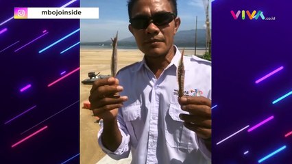 Limbah Misterius Teluk Bima Bikin Banyak Jenis Ikan