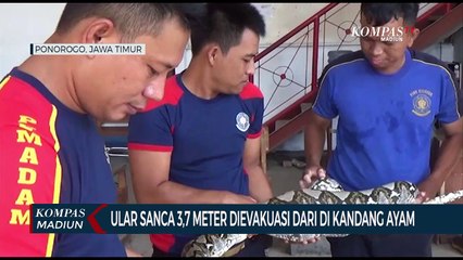 Ular Sanca 3,7 Meter Dievakuasi Dari Di Kandang Ayam
