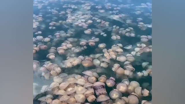 Spectaculaire invasion de méduses dans le Golfe de Trieste en Italie