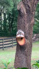 Raccoon Feasts at Little Picnic Table