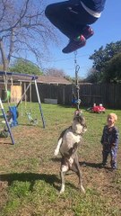 Dog Swings Guy on a Rope