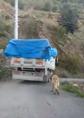 KAMYONUN ARKASINA BAĞLADIĞI KÖPEKLE YOLCULUK YAPAN SÜRÜCÜYE TEPKİ