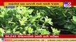 306 farmers of visavadar form Farm producers cooperative union, Junagadh _ TV9News