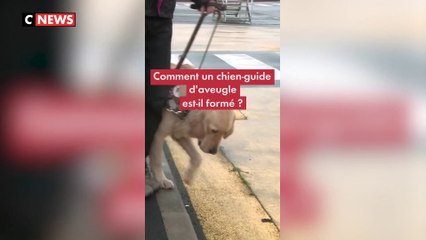 Comment un chien-guide d'aveugle est-il formé ?