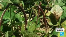 Pigeon peas help Madagascan farmers grow food despite drought