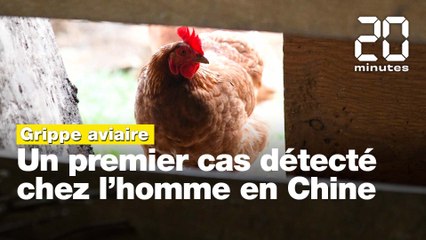 Grippe aviaire H3N8: Un premier cas détecté chez l'homme en Chine