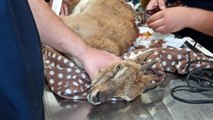 Son dakika! Köylüler tarafından yaralı bulunan yabani dağ keçisi tedavi altına alındı