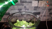 Mint Margarita Recipe | Mint Lemonade Recipe | Summer Drinks | crispy food by saghir abbas-dailymotion