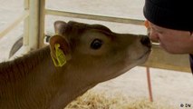 Milchbauern machen ihre Kühe fit fürs Klima