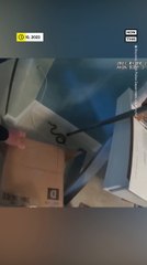 Coral Snake Removed From Home in Boynton Beach, FL