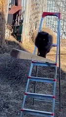 Il s'amuse à piéger des chats