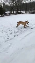 Overexcited Lab Plays With Child