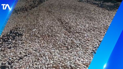 ¿Sabe cómo se prepara la tradicional máchica?