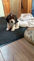 Adorable Pup Is So Tired From Her First Play Outside