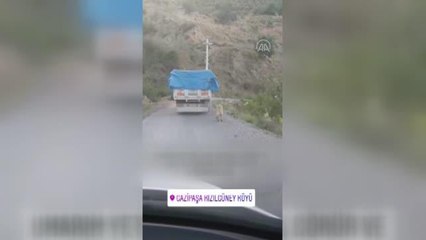 Köpeğini kamyonun arkasına bağlayan sürücü hakkında işlem yapıldı