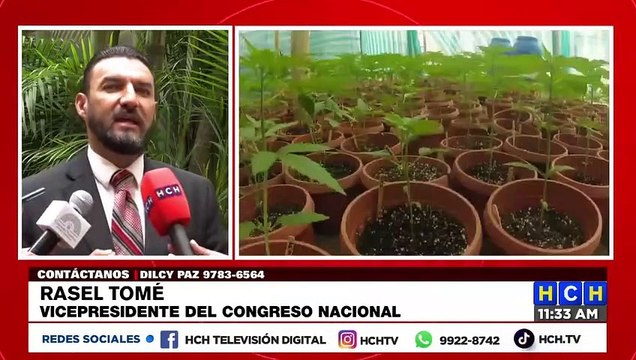 “Tenemos que impulsar más el cultivo de granos básicos”: Rasel sobre iniciativa para el uso de Cannabidiol