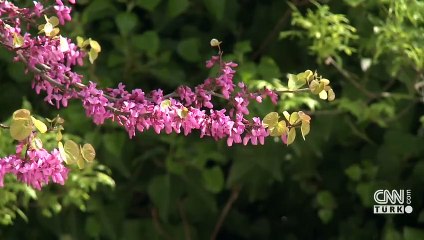 İstanbul’da erguvan güzelliği