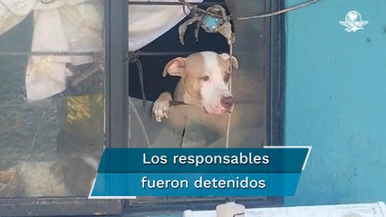 Así era el lugar donde mataban perros para venderlos en tacos en Tultitlán