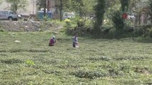 Doğu Karadeniz'i çay telaşı sardı... Üreticiler son hazırlıklarını yapıyor