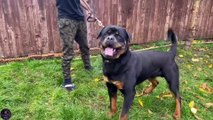 Rottweiler Meets His Mother And Best Friends