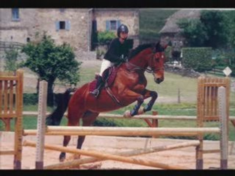 Horse