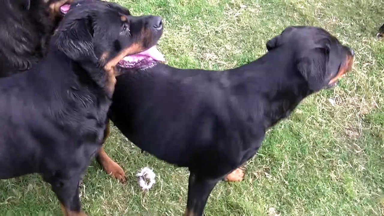 AMAZING ROTTWEILER KENNEL HARDRADA IN NZ 2