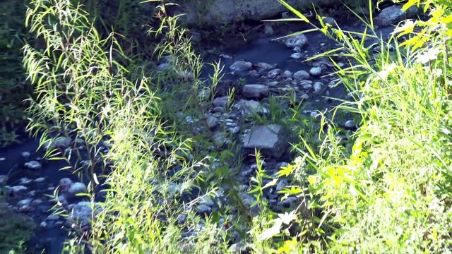Aguas negras de Jardines del Sol contaminan el rio Ameca y el mar| CPS Noticias Puerto Vallarta