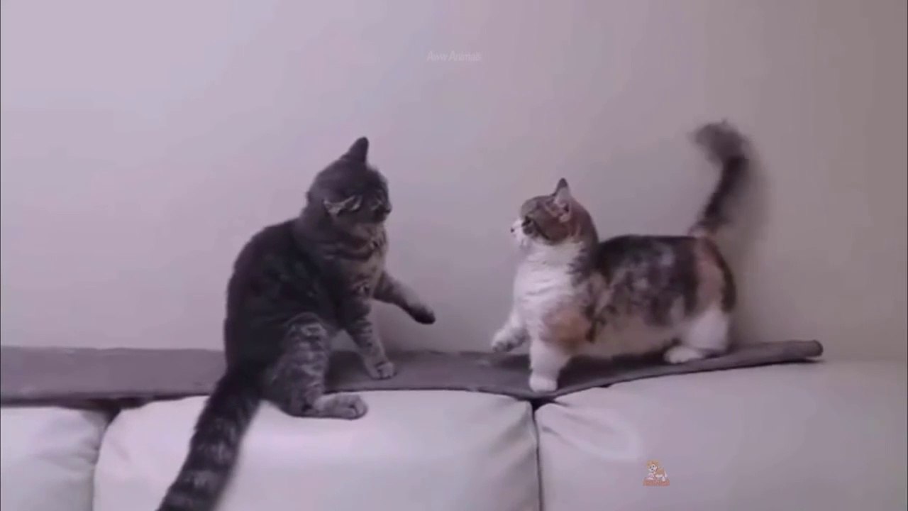 Baby Cats - Cute and Funny Cat Videos Compilation Aww Animals