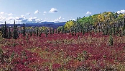 PITBULL VS WOLVERINE - What If They Would Fight