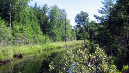 PITBULL VS HONEY BADGER - What If They Would Fight