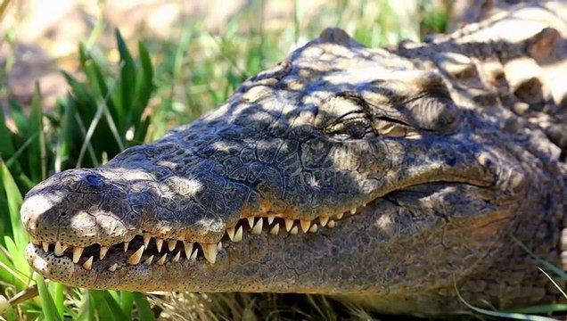 ALLIGATOR VS CROCODILE - Which is More Powerful