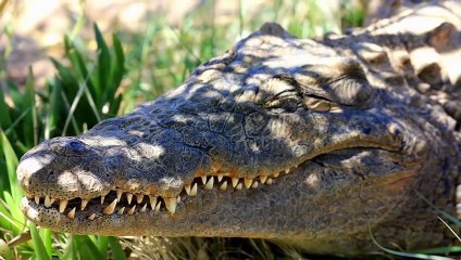 ALLIGATOR VS CROCODILE - Which is More Powerful