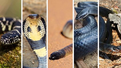 Why Some Snakes Eat Other Snakes