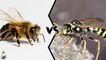 Which is deadlier: the bee or the wasp?